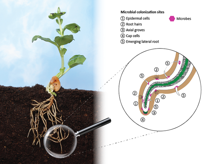 Projekt: Mikrobi na kořenech rostlin
